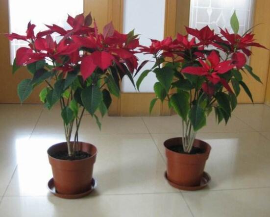 一品紅多久澆一次水，不同季節(jié)不同澆水量(澆則澆透)