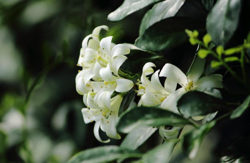 九里香的養(yǎng)殖方法和修剪，光照土壤要嚴(yán)控