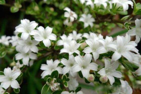 六月雪為什么不開花，三種原因以及解決辦法