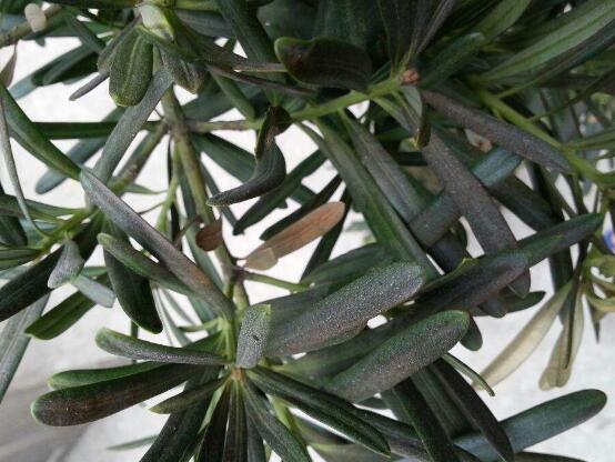 羅漢松葉子發(fā)黃怎么辦，羅漢松葉子發(fā)黃解決辦法