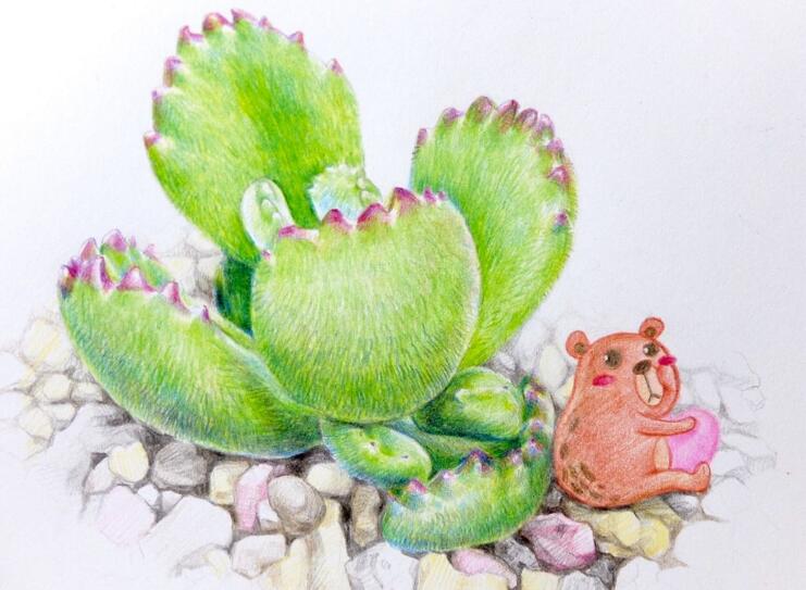 熊童子的花語和傳說，玲瓏優(yōu)雅和綠色山珍美好寓意