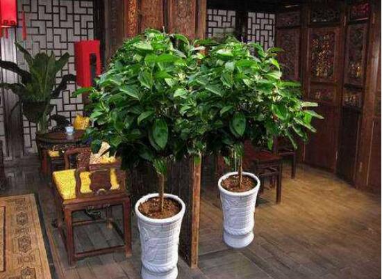 平安樹葉子發(fā)黃掉落怎么辦，教你四種解決辦法快速恢復生機