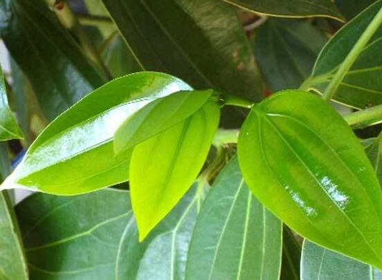 平安樹適合放客廳嗎，凈化空氣、招財生旺