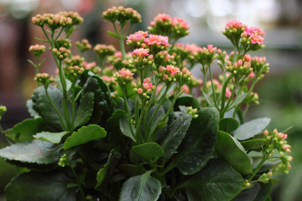 長壽花葉子發(fā)白是什么原因