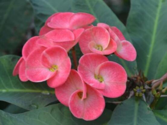 虎刺梅不開花什么原因，老農(nóng)總結(jié)最實用三種解決方法