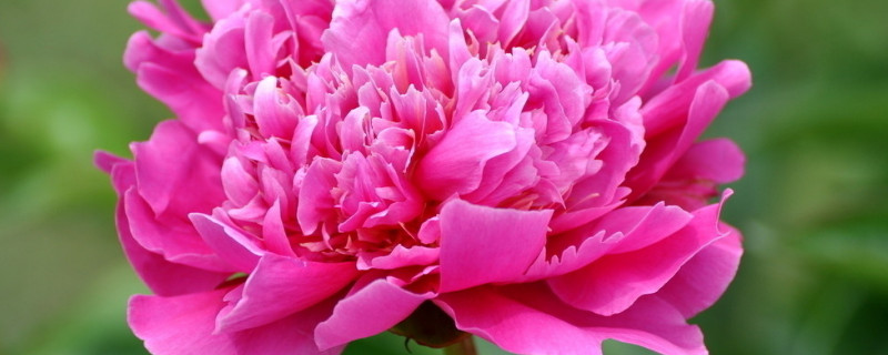 盆栽芍藥冬天怎樣過(guò)冬