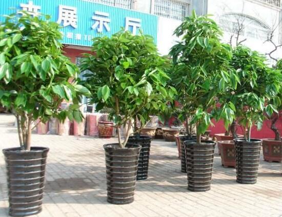 平安樹怎么繁殖，平安樹扦插方法圖解