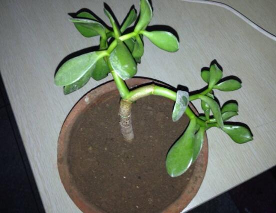 燕子掌怎么繁殖，主要有兩種扦插方法(土插與水插)