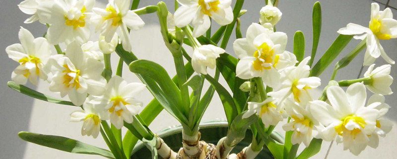 水仙花是什么季節(jié)開的