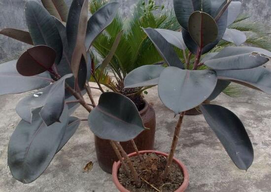 橡皮樹有毒嗎，橡皮樹能放在臥室嗎