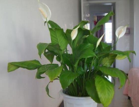 一帆風(fēng)順能澆淘米水嗎，做好這三點(diǎn)使盆土更加肥沃(能澆)