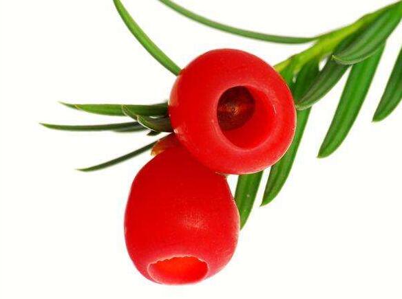 家里紅豆杉的風(fēng)水禁忌，五行多木的人不適合養(yǎng)殖