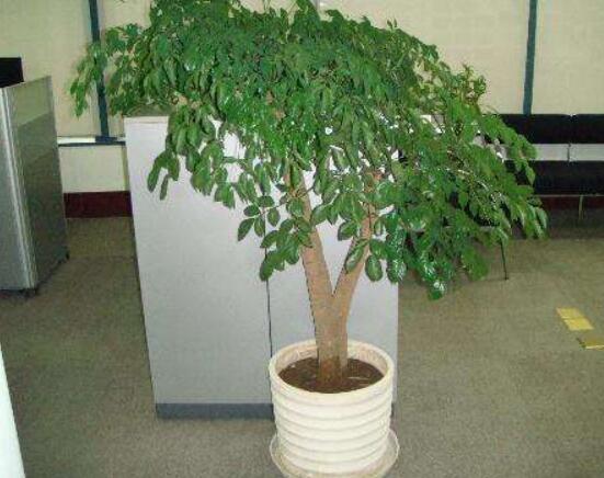 幸福樹的養(yǎng)殖方法，老農(nóng)教你八大基本養(yǎng)殖方法