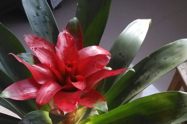 鴻運(yùn)當(dāng)頭用什么土養(yǎng)殖