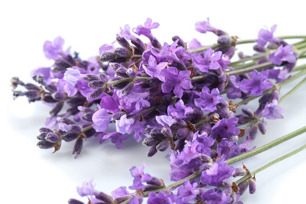 紫羅蘭不要根能不能插栽