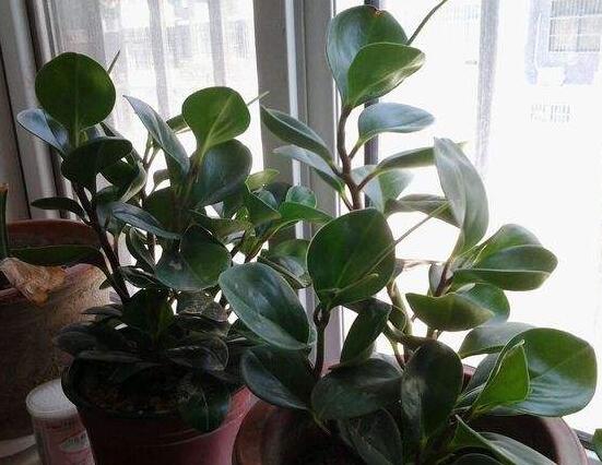 碧玉花怎么修剪，五個(gè)基本步驟修剪更加美觀