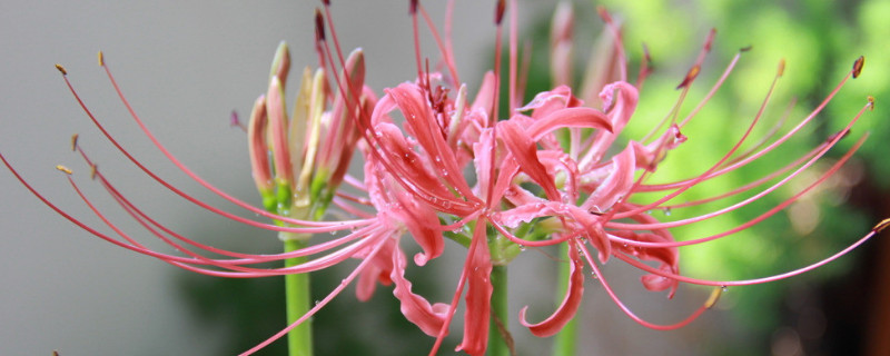 彼岸花養(yǎng)殖方法和注意事項(xiàng)