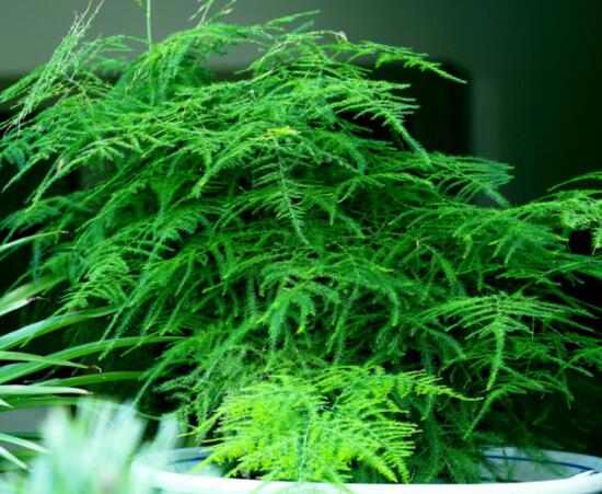 文竹肥料有哪些，餅肥、無(wú)機(jī)復(fù)合肥、液肥為主(枝繁葉茂)