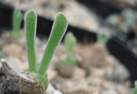 小碧光環(huán)可以移盆嗎，要選擇適宜的時間移栽