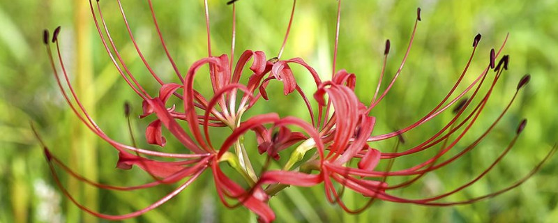 彼岸花一年開(kāi)幾次花