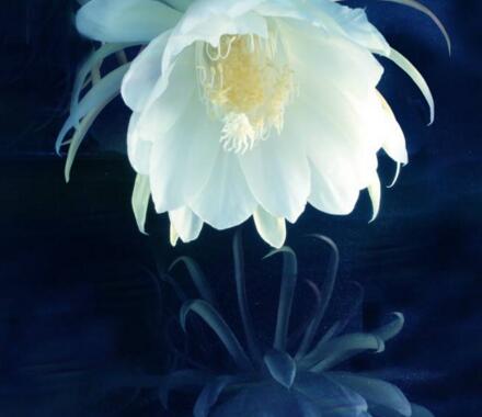 曇花象征著什么意思，稍縱即逝的永恒