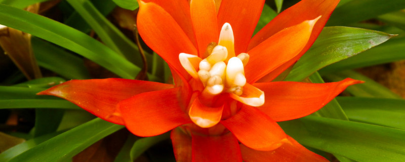 鴻運當(dāng)頭怎么配土