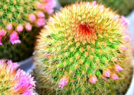 仙人球花語象征與寓意，堅(jiān)強(qiáng)、溫暖、柔弱、孤獨(dú)