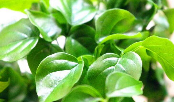 幸福樹的養(yǎng)護(hù)，栽種土壤和水份的施加都要注意