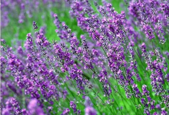 薰衣草花語和寓意，愛情的等待、堅定永恒的真愛