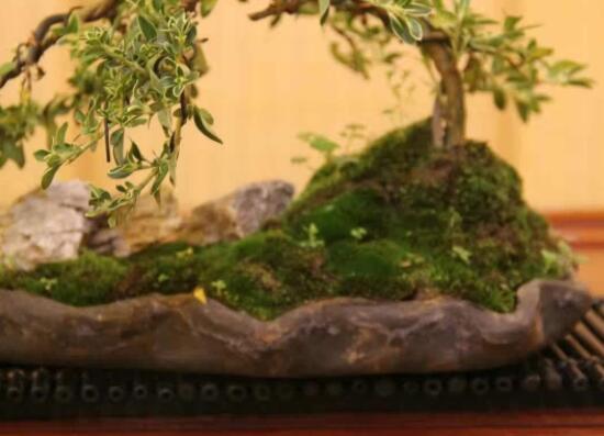 六月雪盆景造型方法，直乾式虬曲式懸崖式三種造型