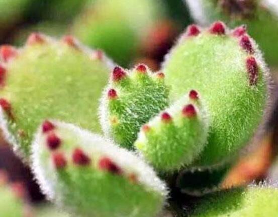 熊童子什么時候開花，基本上都是在夏末秋初開花