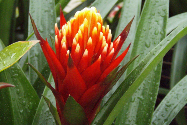 鴻運(yùn)當(dāng)頭水培養(yǎng)殖方法