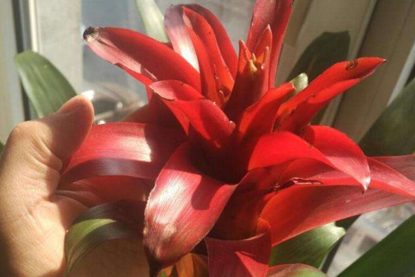 鴻運當頭花變黑發(fā)霉了怎么辦