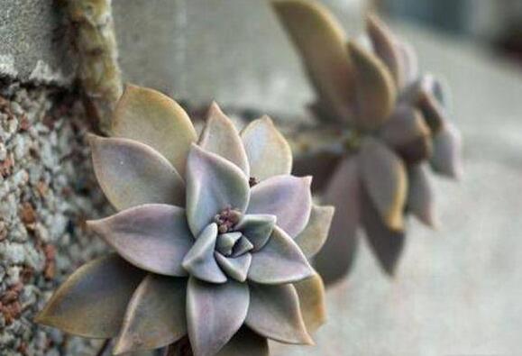 寶石花的繁殖方法，葉插和插穗操作方法