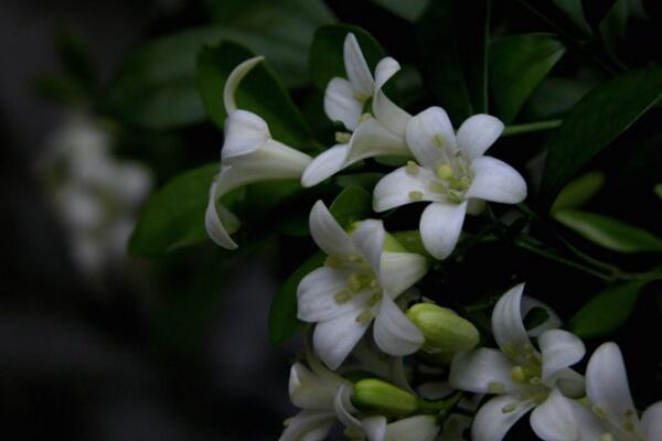 九里香種子種植方法，種植之后的養(yǎng)護(hù)非常關(guān)鍵