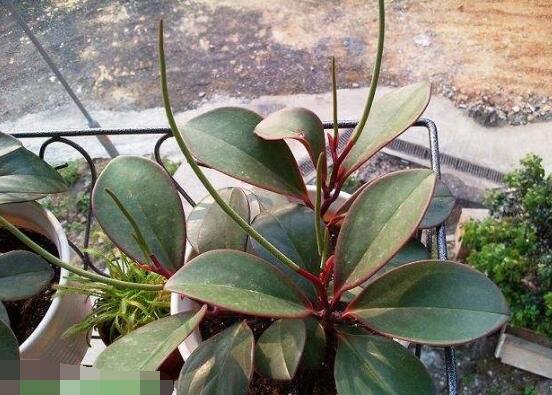 紫邊碧玉的養(yǎng)殖方法，老農總結的七個基本方法