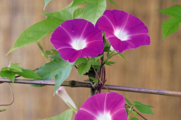 牽牛花對(duì)孕婦有影響嗎