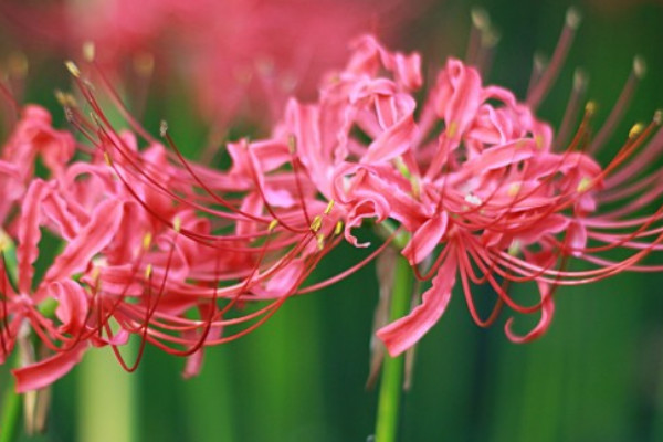 彼岸花什么時(shí)候施肥