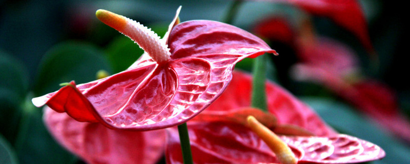 紅掌可以曬太陽嗎