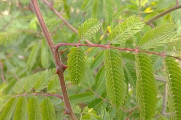 含羞草為什么會(huì)害羞