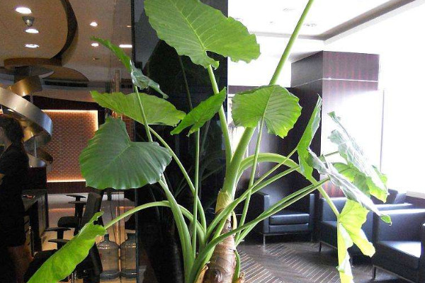 滴水觀音開(kāi)花怎么處理