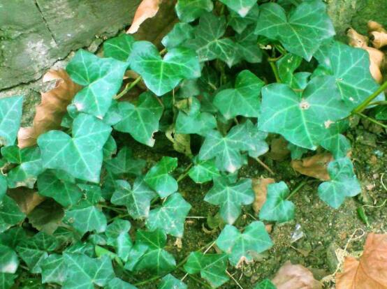 常春藤干枯了還會(huì)活嗎，干枯后存活四種解決辦法