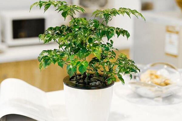 小幸福樹室內(nèi)養(yǎng)殖方法，必須要掌握的5大要點(diǎn)