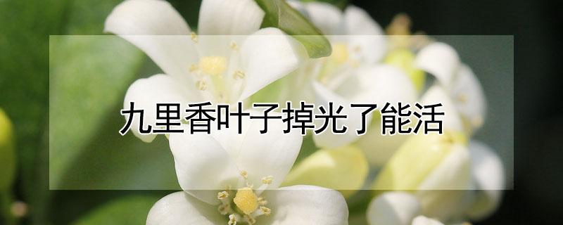 九里香葉子掉光了能活