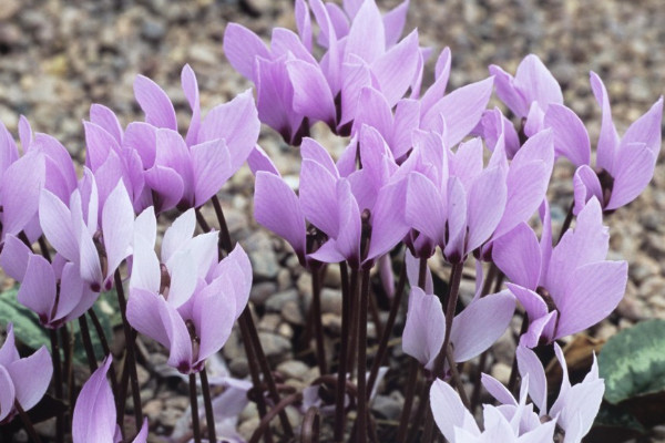 仙客來(lái)怎么澆水