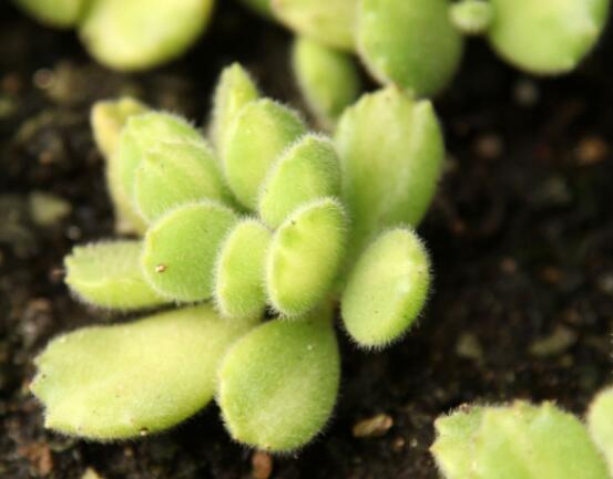 熊童子開花要施肥嗎，施以磷鉀肥為主/35度以上停止施肥