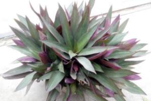 紫背萬年青有毒嗎，有毒的萬年青是哪種