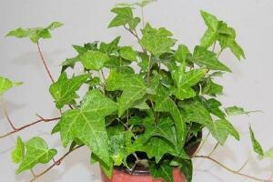 常春藤怎么澆水，常春藤多久澆一次水