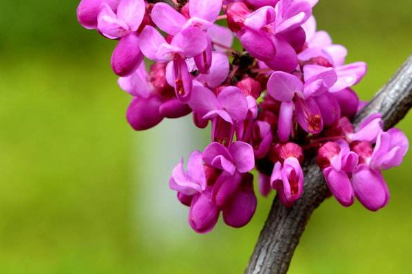 怎么修剪紫荊花樹(shù)