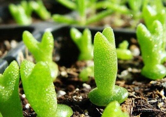 碧光環(huán)用什么土種，透氣透水土壤是必要種植條件